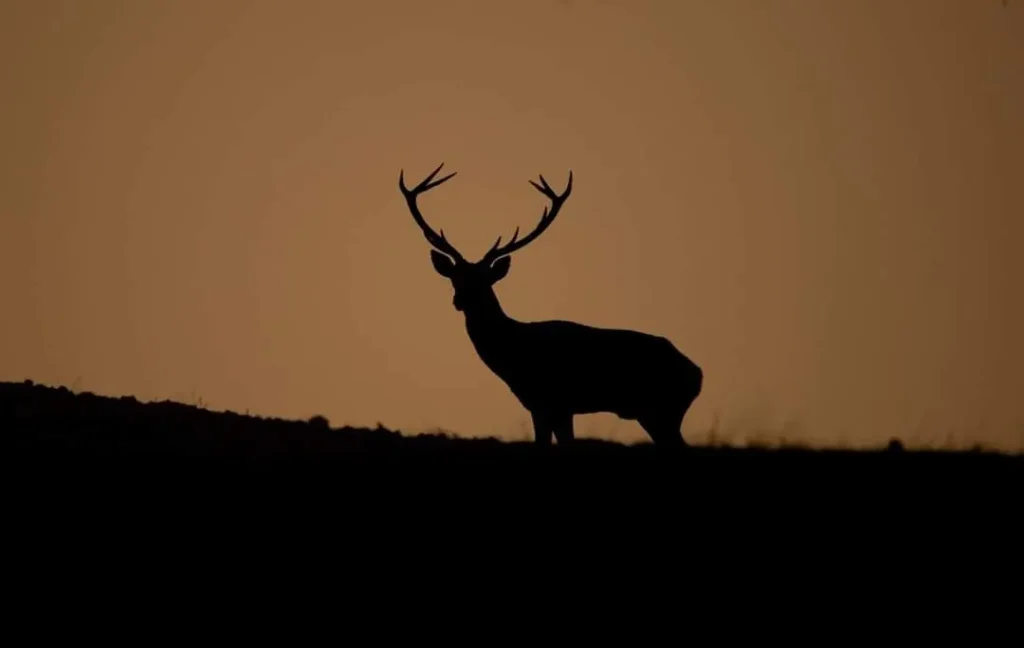 Silueta de un ciervo al atardecer en el entorno de Finca Avellaneda