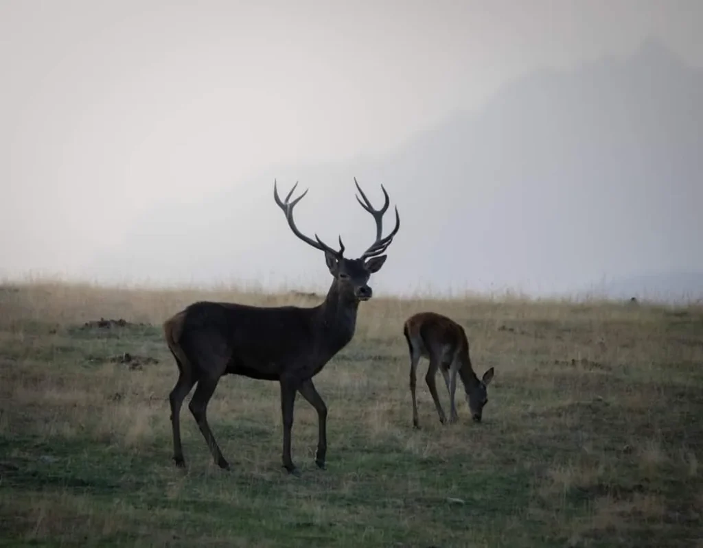 Ciervo y cierva en un prado del entorno de Finca Avellaneda, Navahondilla